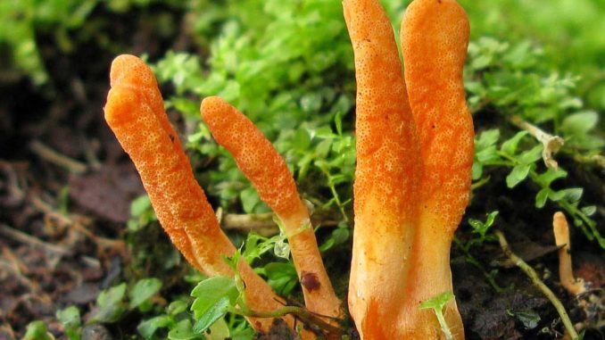 Cordyceps For Weight Loss