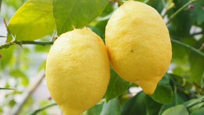 lemon tree