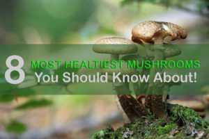 8-most-healthiest-mushrooms