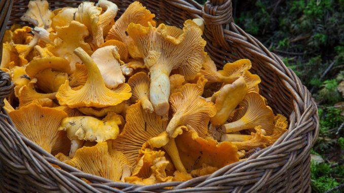 Chantrelles Mushroom