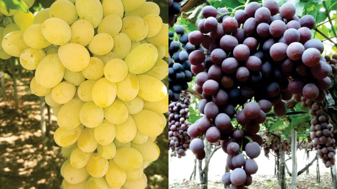 grapes-foodformyhealthcom