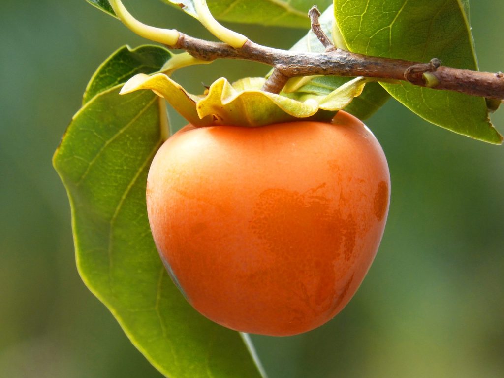 japanese persimmon