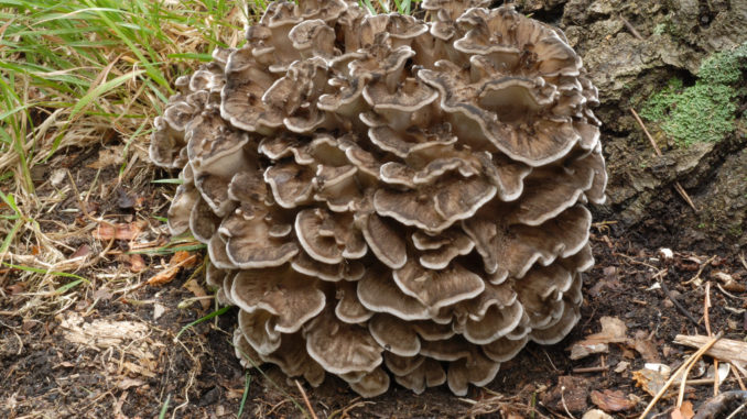 Maitake Mushroom