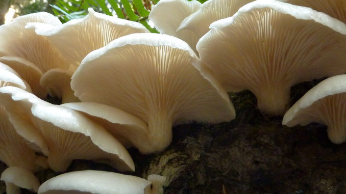 oyster mushroom