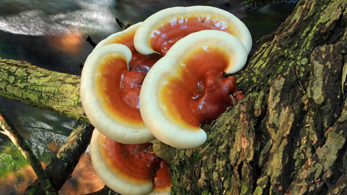 Reishi Mushroom