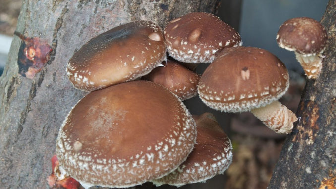 shiitake mushroom