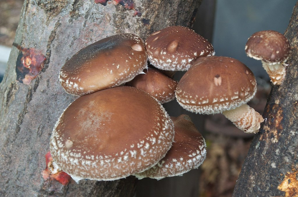 shiitake mushroom