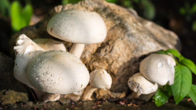 white button mushroom