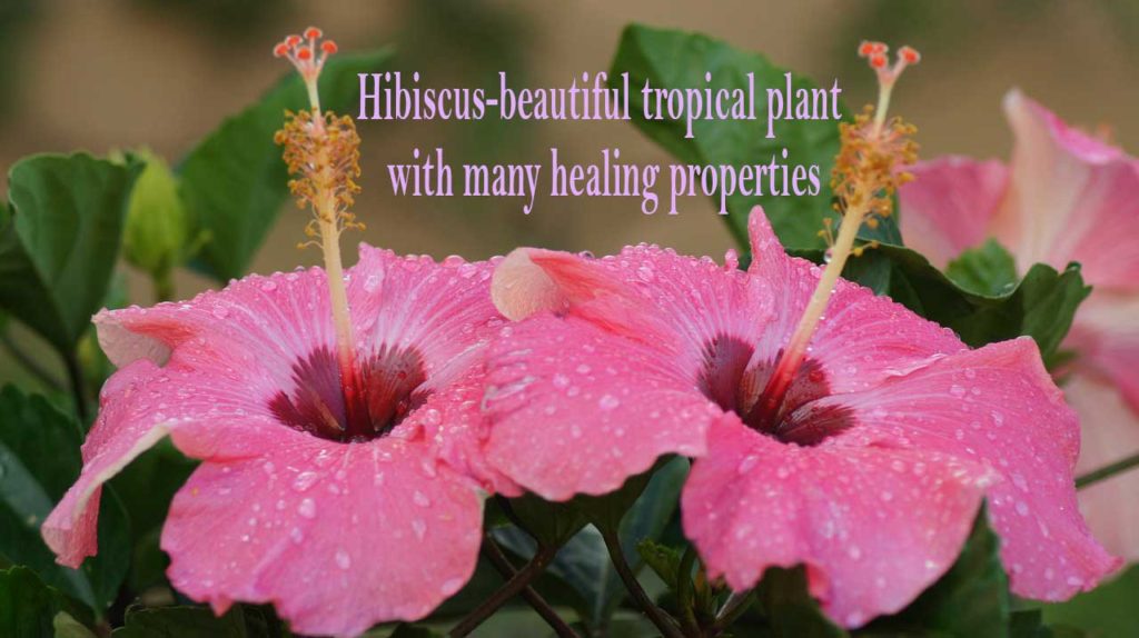 Hibiscus beautiful tropical plant