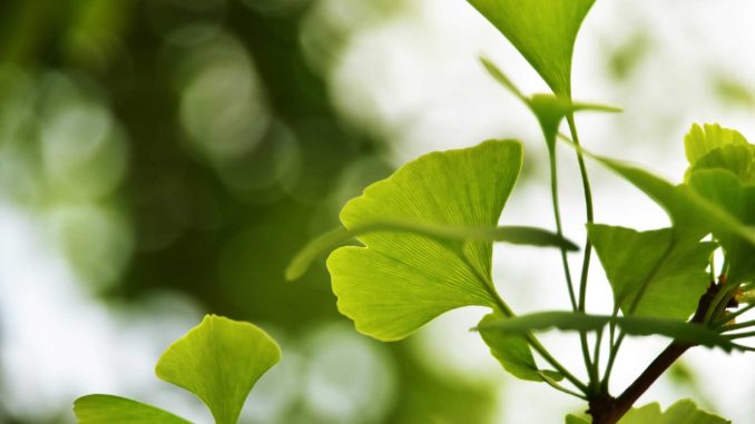 Ginkgo biloba