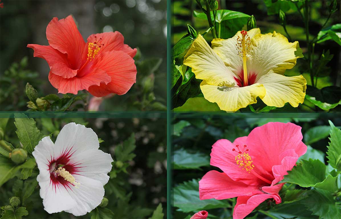 Hibiscus Beautiful Tropical Plant With Many Healing Properties ...