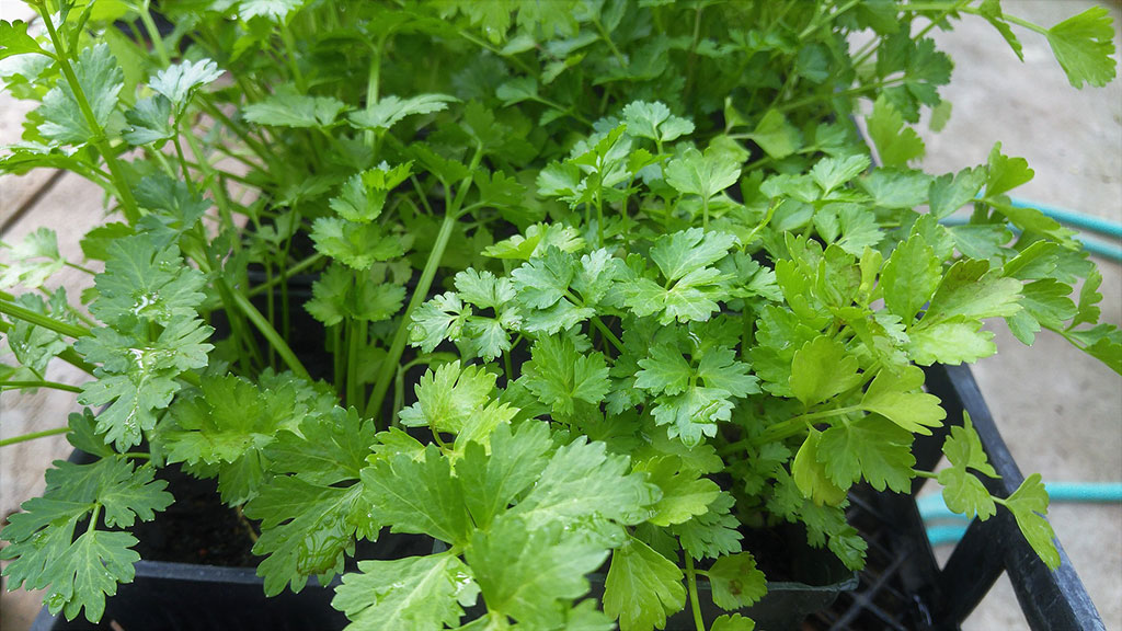 cilantro