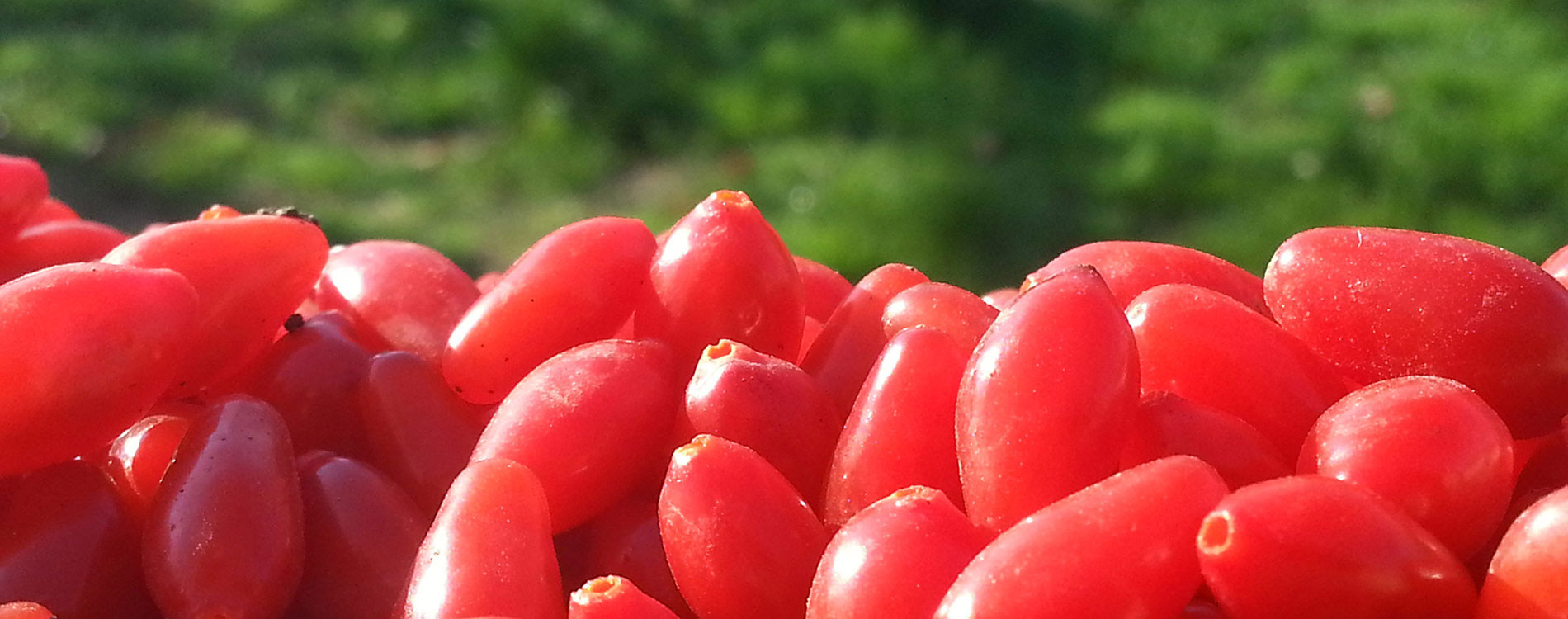 goji berries