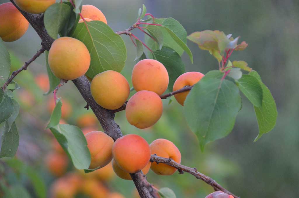 Apricot tree