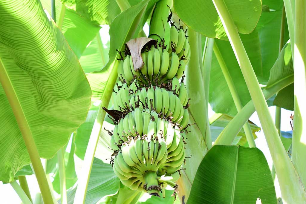 banana tree