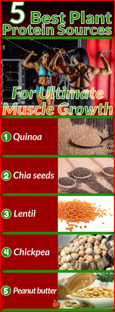 5 Best Plant Protein Sources for Ultimate Muscle Growth