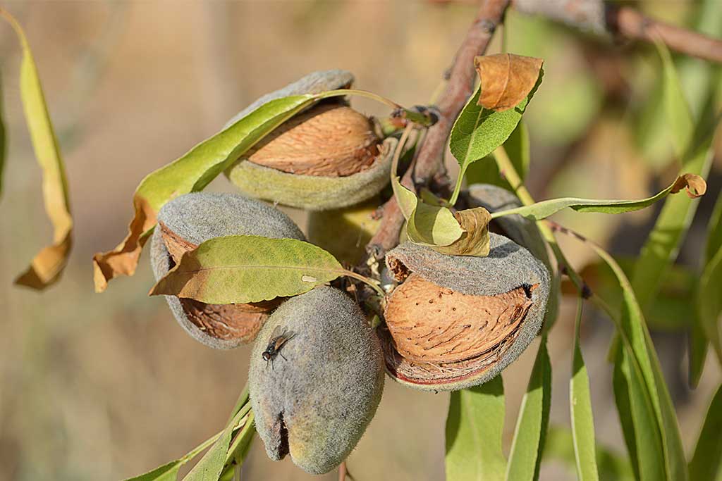 Almonds Nature's Nutritional Powerhouse for Optimal Health